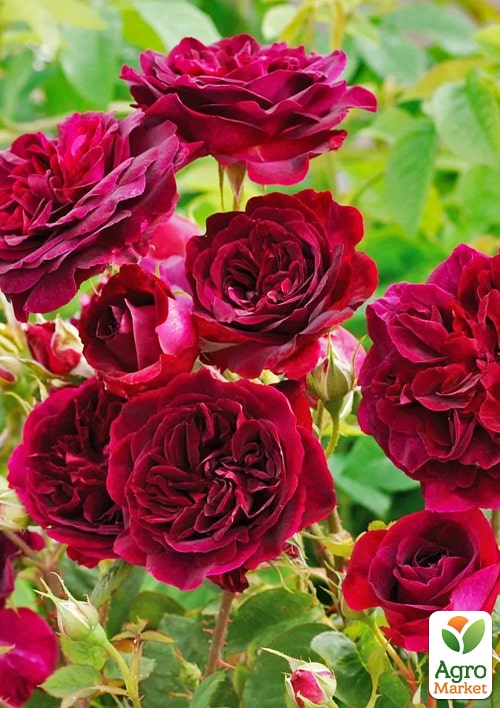 Роза английская "Манстед Вуд" в контейнере, высший сорт