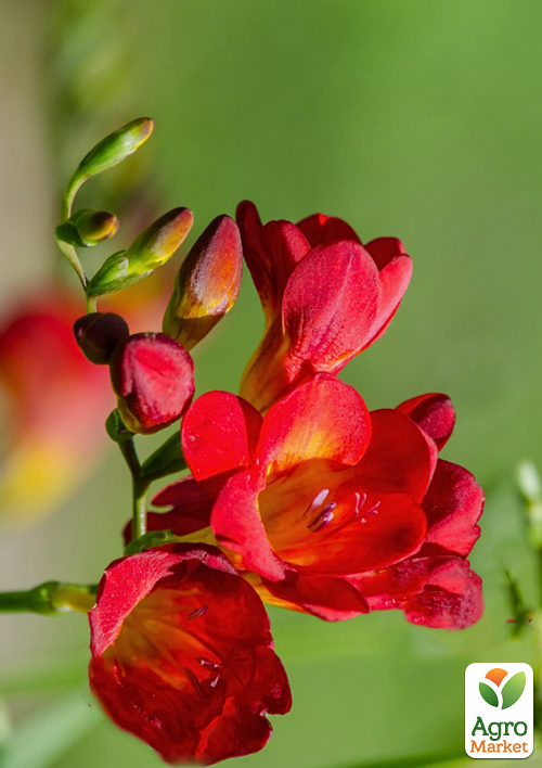 Фрезия простая "Red" 5шт в упаковке