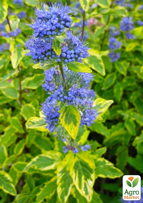 Каріоптеріс "Summer Sorbet"