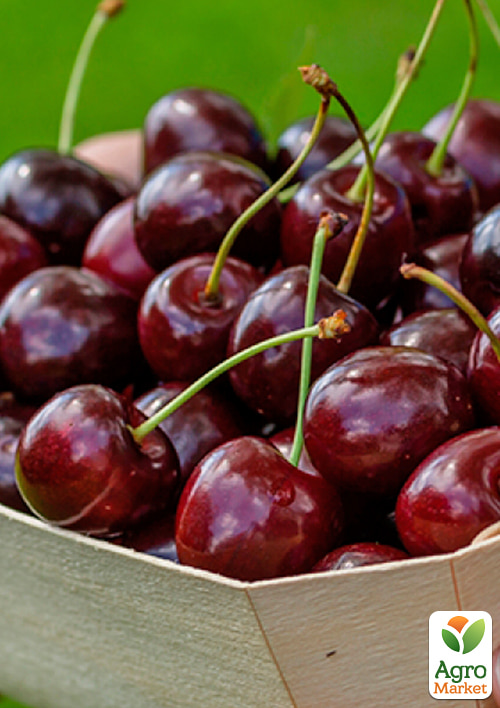 Вишня "Молодежная" (летний сорт, средний срок созревания)