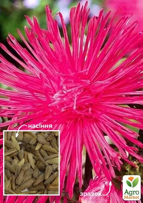 Астра голчаста "Рожева мрія" ТМ "Весна" 100г