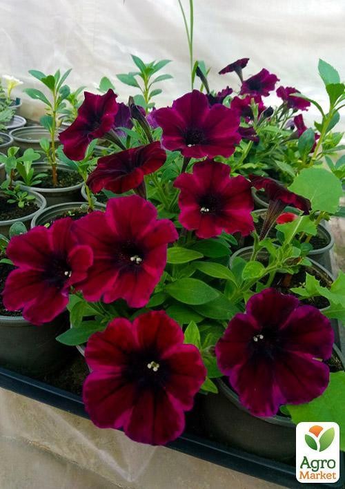 Сурфінія "Burgundy" (контейнер № 10. висота 10-15 см) - фото 2