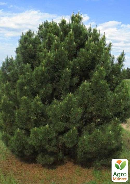 Сосна "Крымская" (ком/сетка), высота 150см