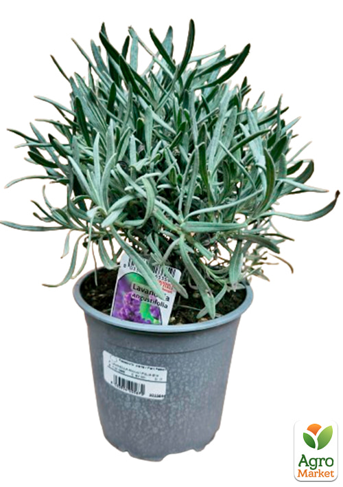 LMTD Лаванда англійська 2-річна "Angustifolia" (20-30см) - фото 7