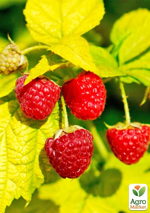 Малина патио (низкорослая) "Груви" (Rubus idaeus "Groovy"), вазон П12