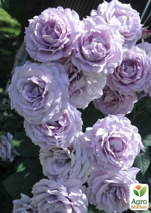 Роза в контейнере флорибунда "Novalis" (саженец класса АА+) - фото 3