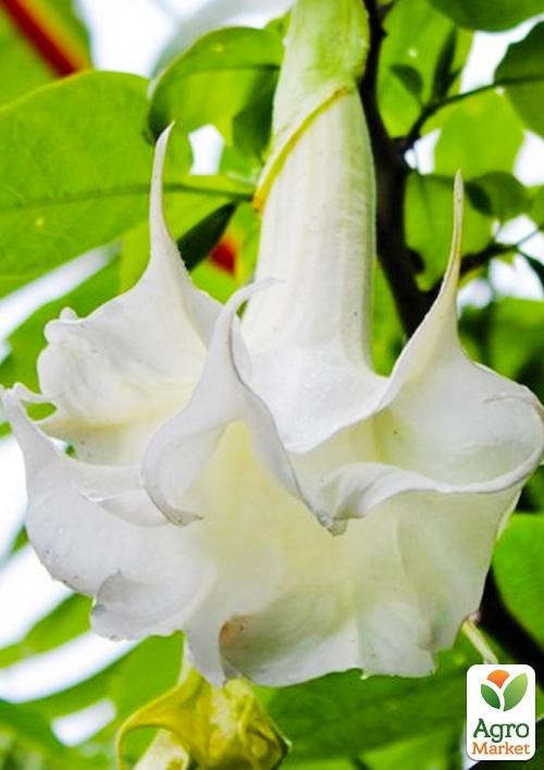 Бругмансія махрова "White Angel"