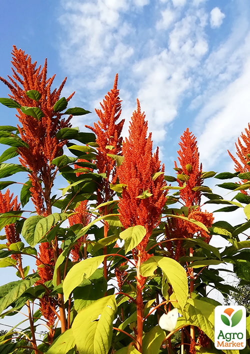 Амарант "Золотой гигант" ТМ "Vesna Select" 300шт - фото 3
