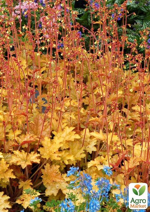 Гейхера (Heuchera) "Ginger Ale"