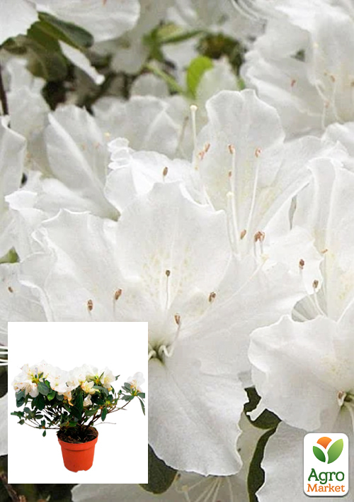 Рододендрон кімнатний "White"