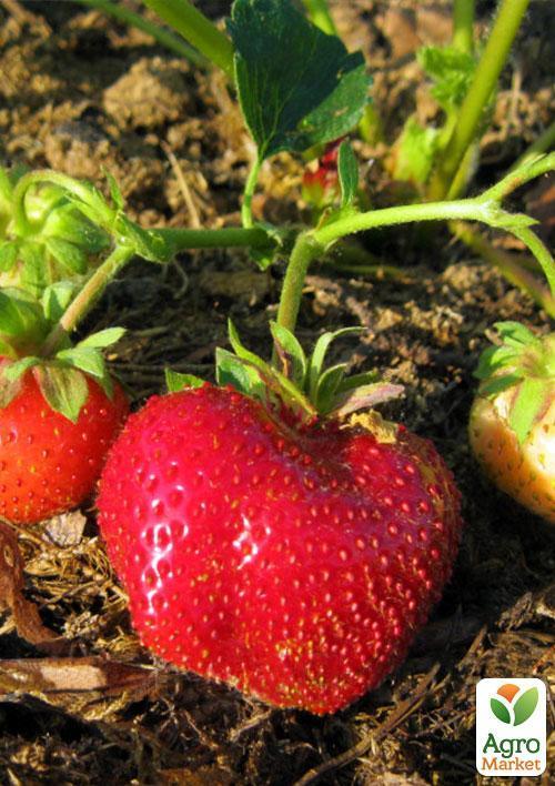 Клубника "Мармелада" (Marmolada) (средний срок созревания, сорт стойкий к различным заболеваниям) - фото 6