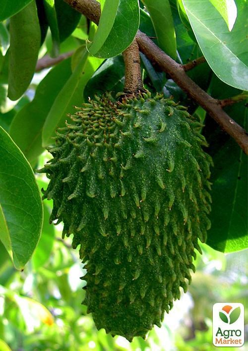 Аннона муриката (Гуанабана ) 