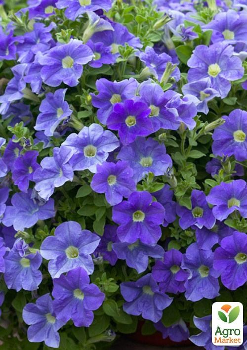 Петуния ампельная Surprise "Blue Sky" (контейнер №10, высота 10-15см)