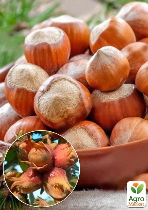 Фундук на штамбе обыкновенный "Contorta"  высота 1,2-1,4м