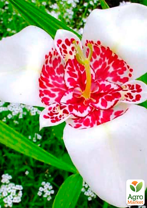 Тигридия "Белая" 5шт - фото 2