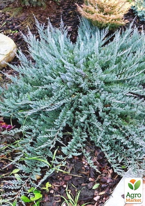 Можжевельник горизонтальный `Blue Chip` контейнер Р9