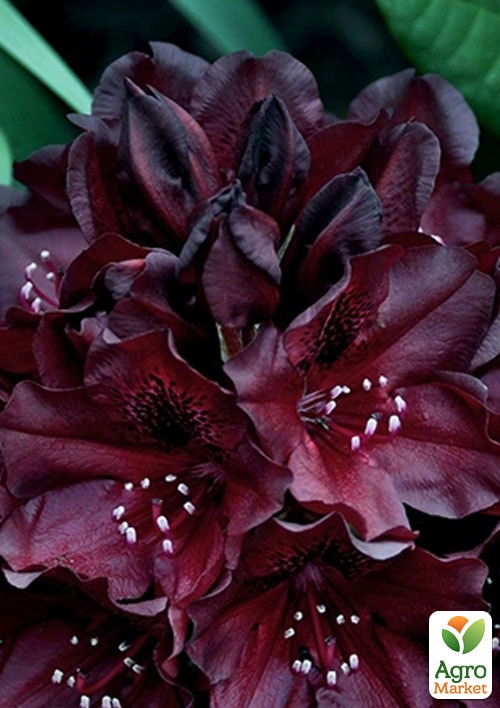 Рододендрон низкорослый вечнозеленый "Блэк Видоу"(Black Widow) - фото 5