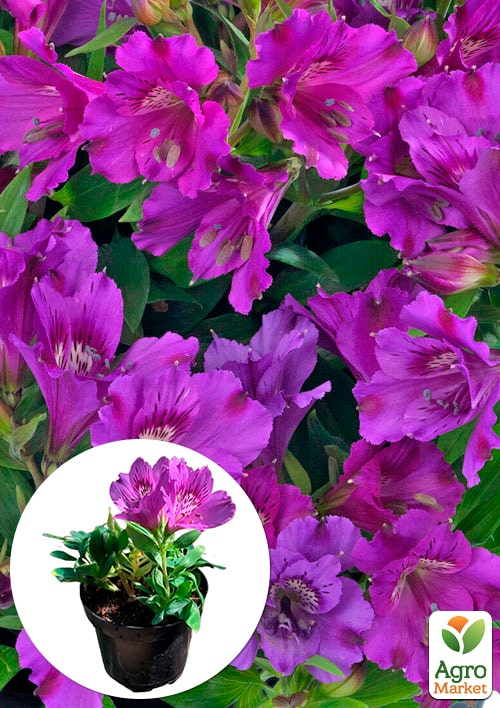 Альстромерия inticancha Patio "Indigo" (выращено in-vitro) С1,5