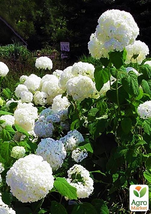 Гортензия крупнолистная белая "H.Sheep Cloud"  - фото 6