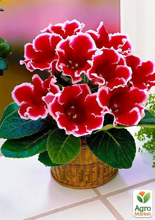 Глоксиния "Kaiser Friedrich" 1шт в упаковке - фото 5