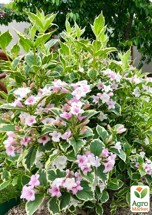 Вейгела 3-х річна "Splendid" С3, висота 80-100см