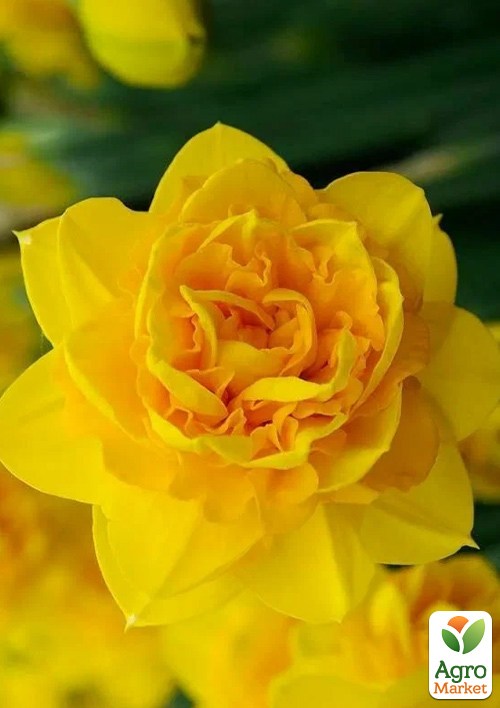 Нарцисс "Heamoor"