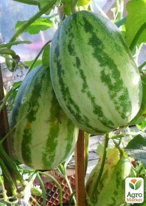 Огурдыня "Фазано" ТМ "Vesna Select" 5шт