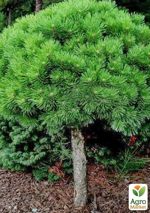 Сосна на штамбі "Lucky" С3, висота від 30-35см - фото 3