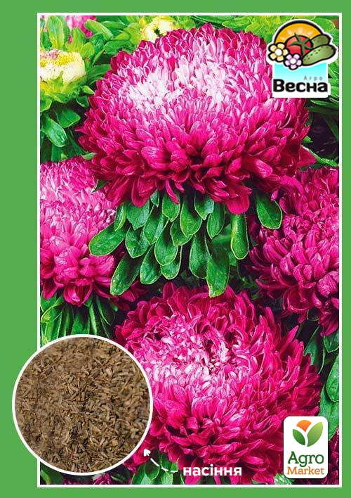 Астра "Седая дама бордовая" ТМ "Весна" 0.2г