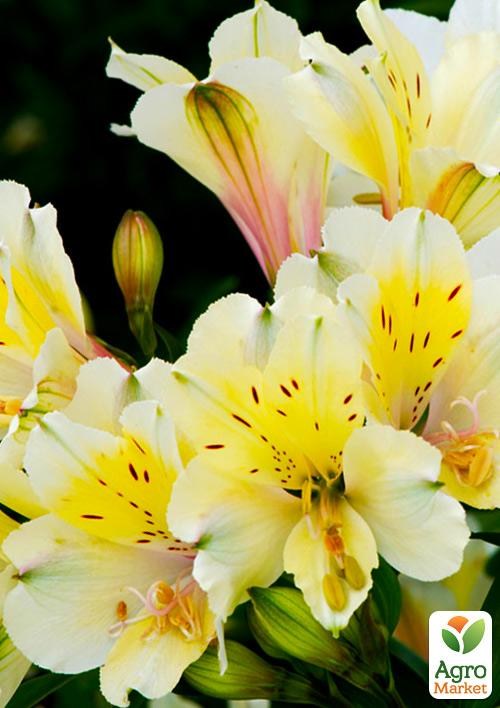 Альстромерия (перуанская лилия) "Summer Sky" С2 высота 30-60см - фото 6
