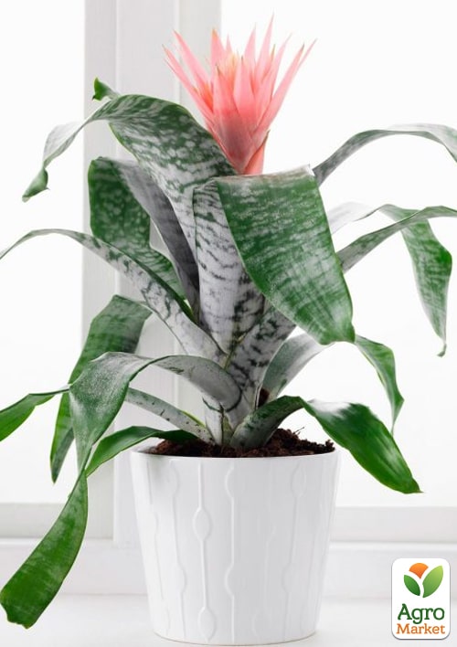 LMTD Ехмея смугаста "Aechmea Primera" висота 40-55см