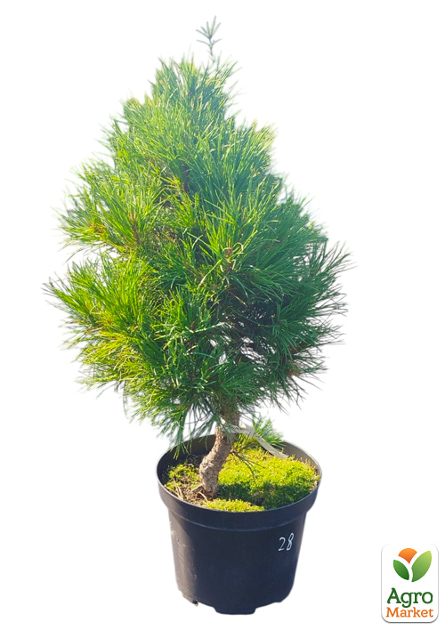 Сосна обычная "Globosa Viridis" С7.5, высота 45-55см