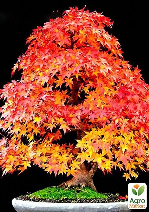 Клен веерный "Феникс" (Acer palmatum Phoenix) контейнер P9 - фото 3