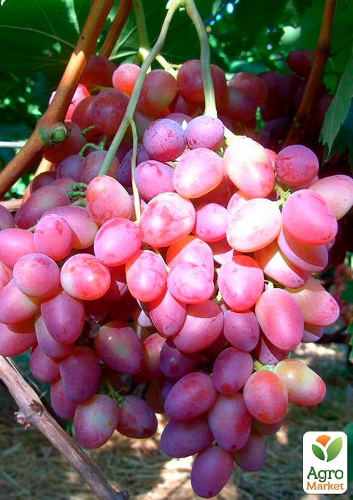 Виноград "Симпатія" (середній термін дозрівання, стабільний високий урожай - понад 6 кг з одного куща)