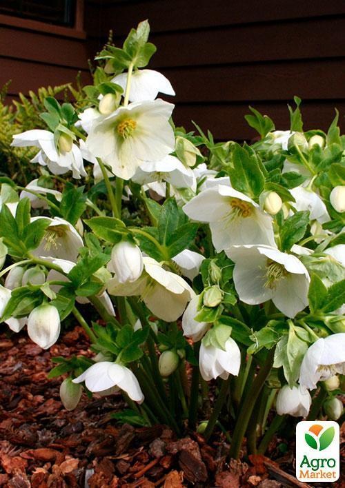 Морозник (Helleborus) "Potter`s Wheel" - фото 2