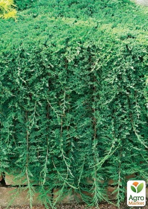 Ялівець горизонтальний Glauca (контейнер Р9, висота 10-15 см)