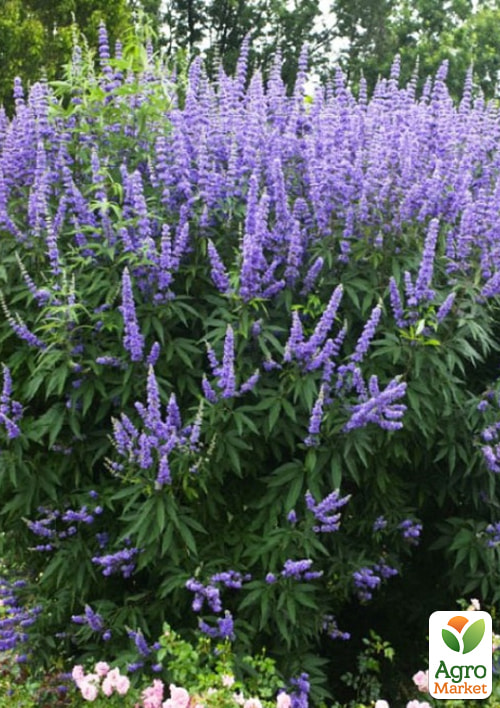 Витекс священный (Авраамово дерево), С2 высота 40-60см