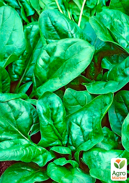 На развес Шпинат "Матадор" ТМ "Весна" цена за 7г - фото 2
