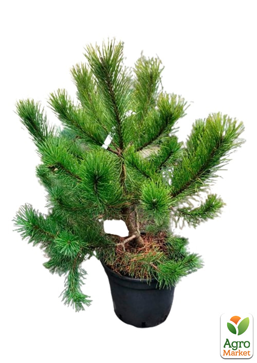 Сосна горная "Carstens Wintergold" С7.5, диаметр 20-30см