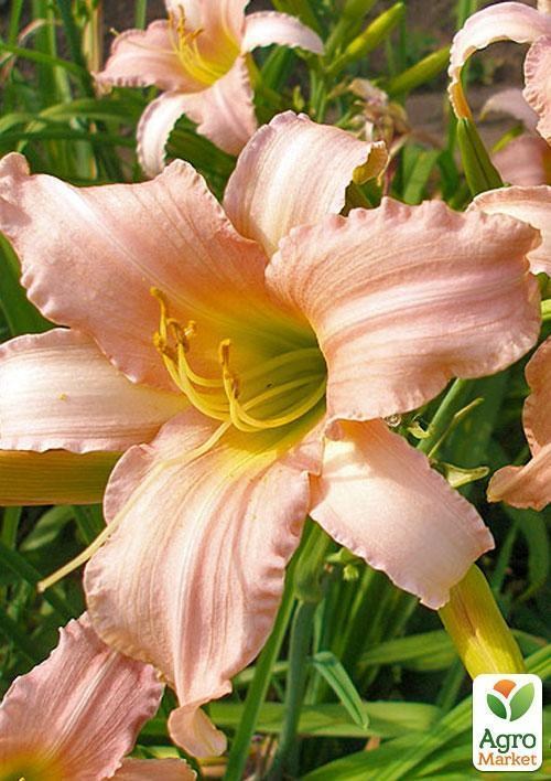 Лілійник "Luxury Lace" 1шт в упаковці