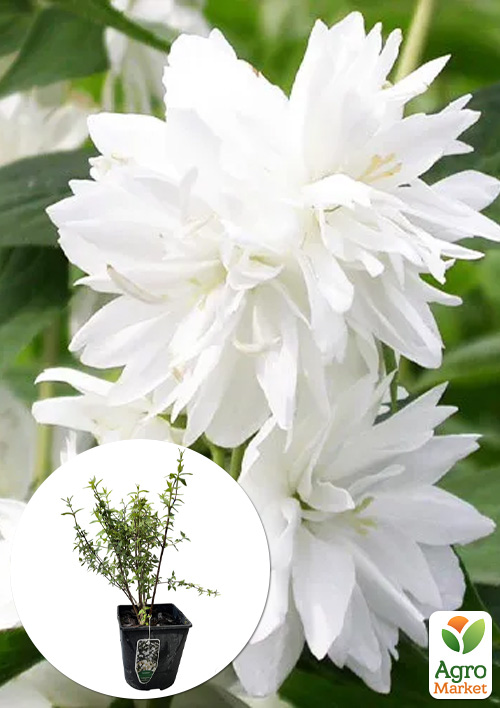 Жасмин гібридний садовий (чубушник) "Minnesota Snowflake" С3