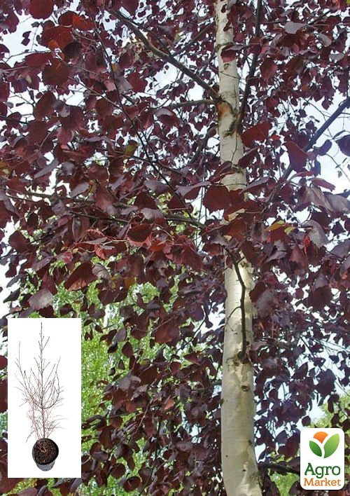 Береза повислая "Royal Frost" С4 высота 60-100см
