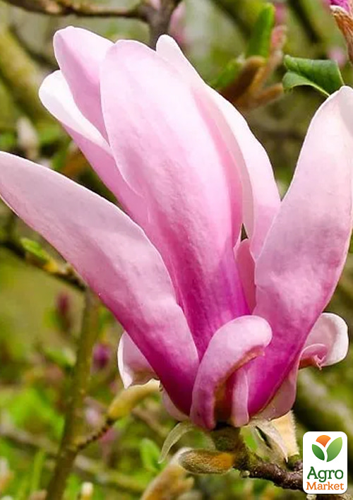 Магнолия на штамбе "George Henry Kern" (высота 120-140см) - фото 2
