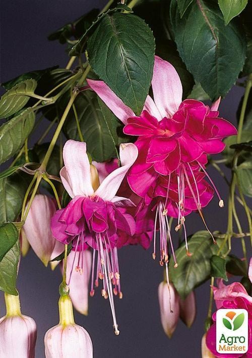 Фуксия ампельная "Bella Rozella" (контейнер № 10, высота 5-10 см) - фото 2