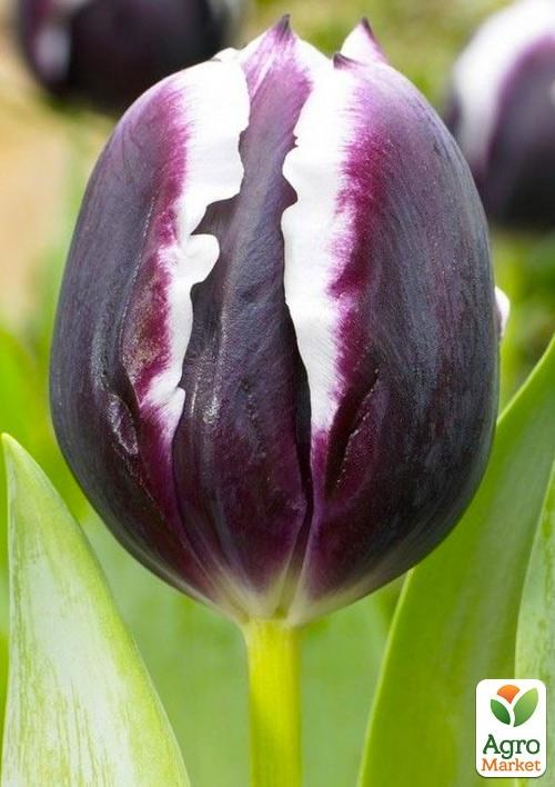 Тюльпан "Alexander Pushkin"