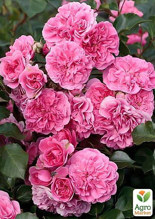 Роза почвопокровная "Четыре сезона" (саженец класса АА+) высший сорт