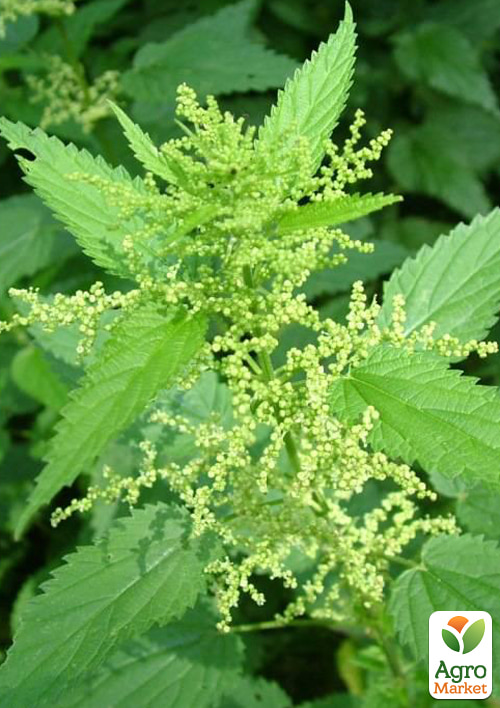 На вагу Кропива дводомна ТМ "Весна" ціна за 2г - фото 2