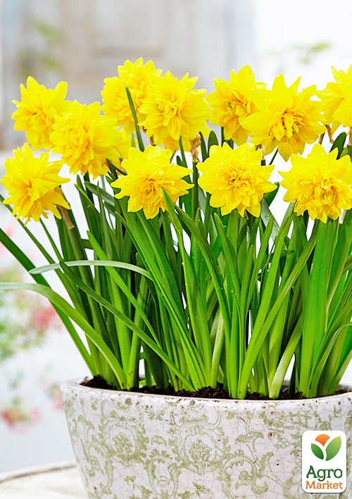 Нарцис "Tete Boucle" укорінений - фото 5