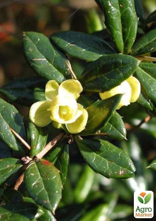 Барбарис середній Park Jewel (контейнер 1л, висота 10-12 см)