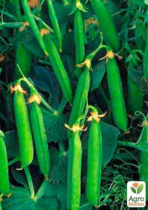 Горох "Кимберли" ТМ "Hazera" 100000шт